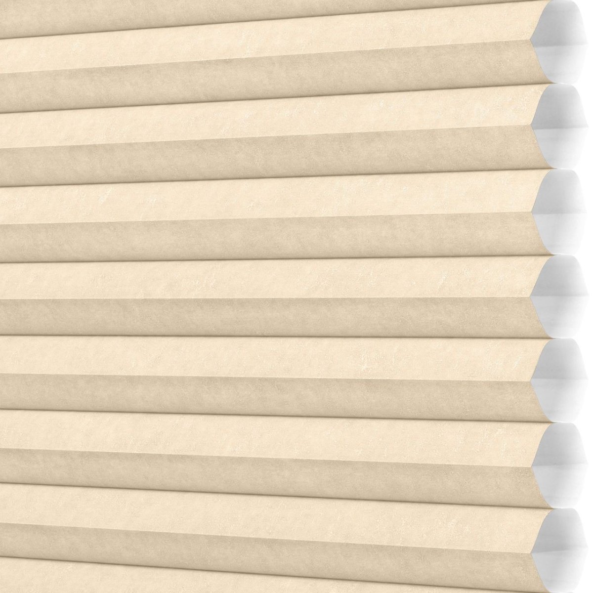 Beach Shells - Image 3