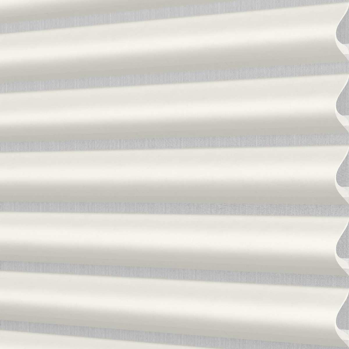 Daisy White - Image 3