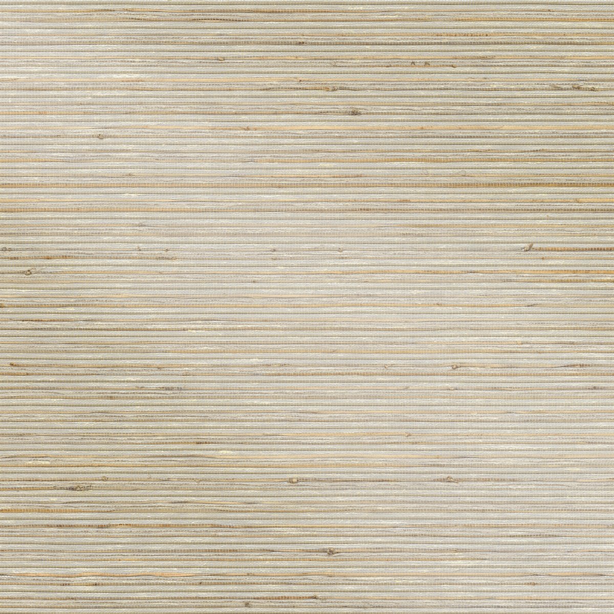 Olive Tree - Image 3