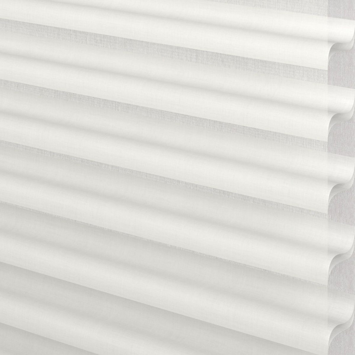 Daisy White - Image 3