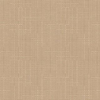 Conch Shell - Image 1